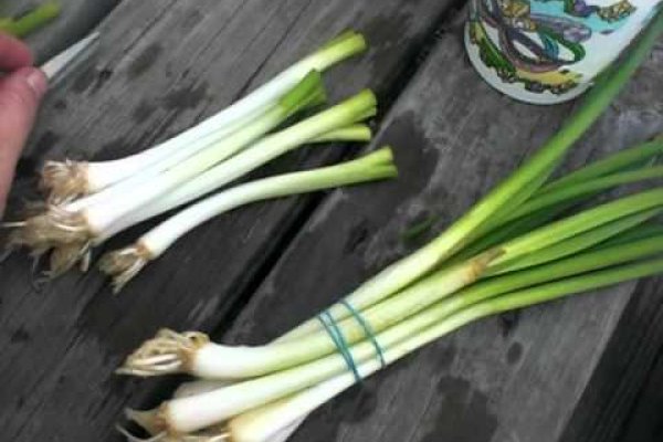 Зеркала крамп онион список onion top