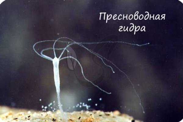 Кракен наркотики в оренбурге